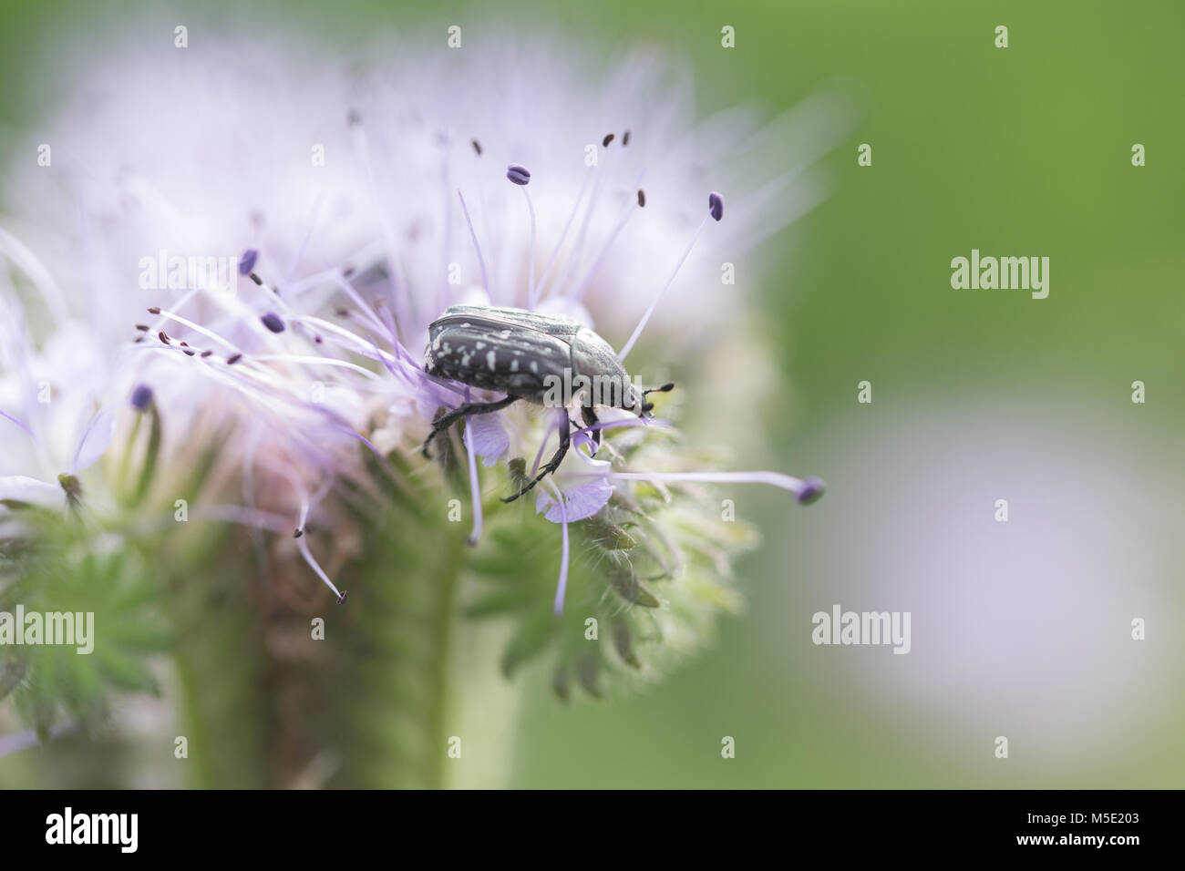 background, beautiful, beetle, colorful, field, flower, macro, nature, plant, summer, texture, white Stock Photo