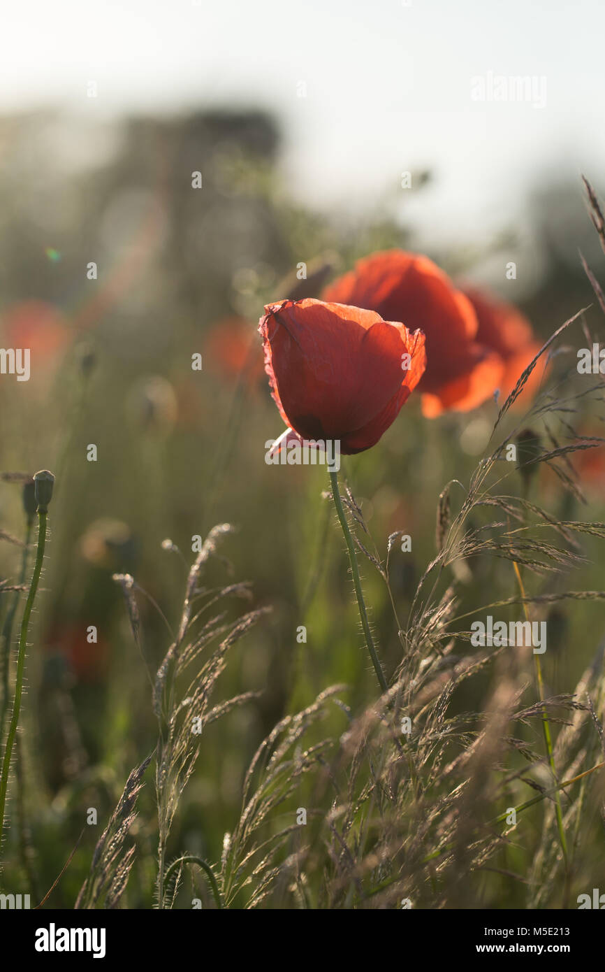 I photograph a green poppy hi-res stock photography and images - Alamy