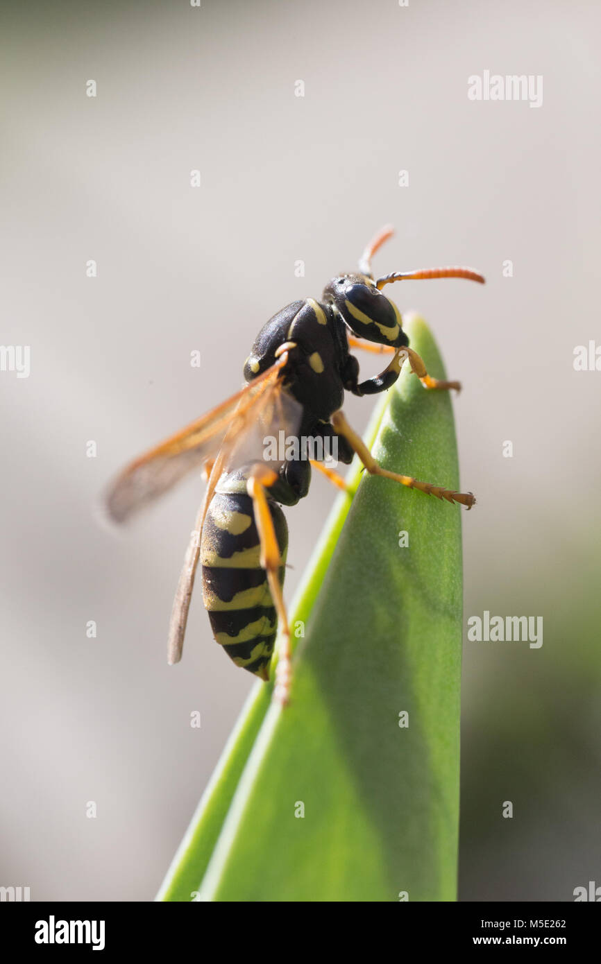 animal, control, danger, day, fly, garden, insect, macro, nature, shine, sting, summer, venom, wasp, wildlife, yellow Stock Photo