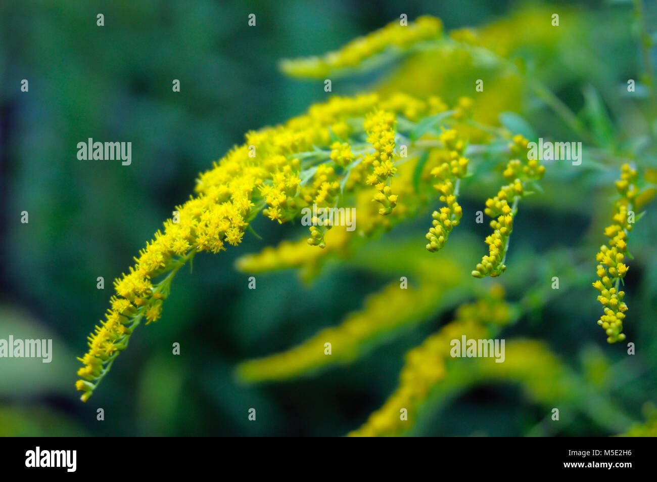 Flowering goldenrod in August, closeup Stock Photo