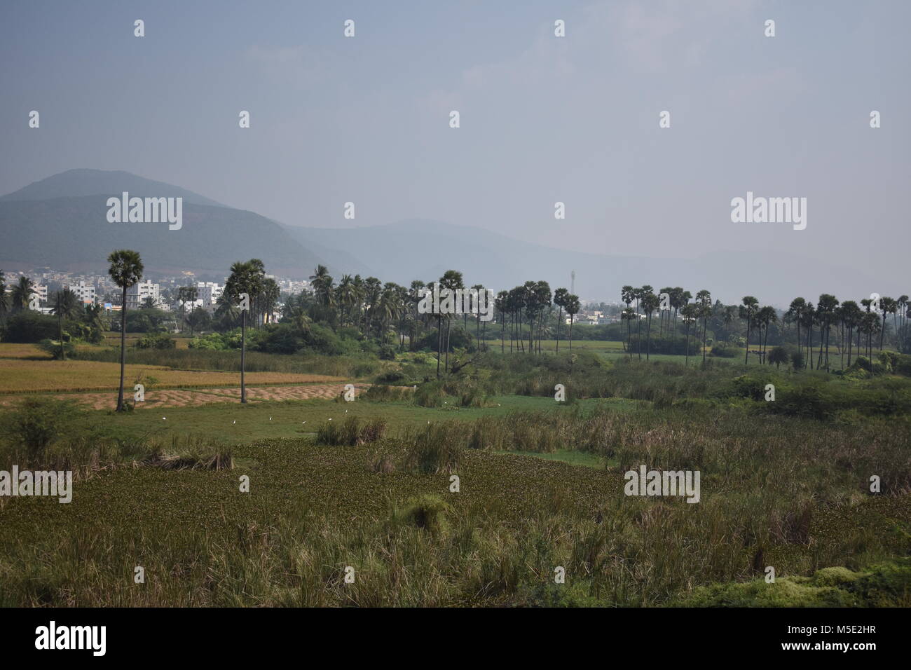 Beautiful scene of a paddy farming field with lot of palm trees plantations near by fields. Stock Photo