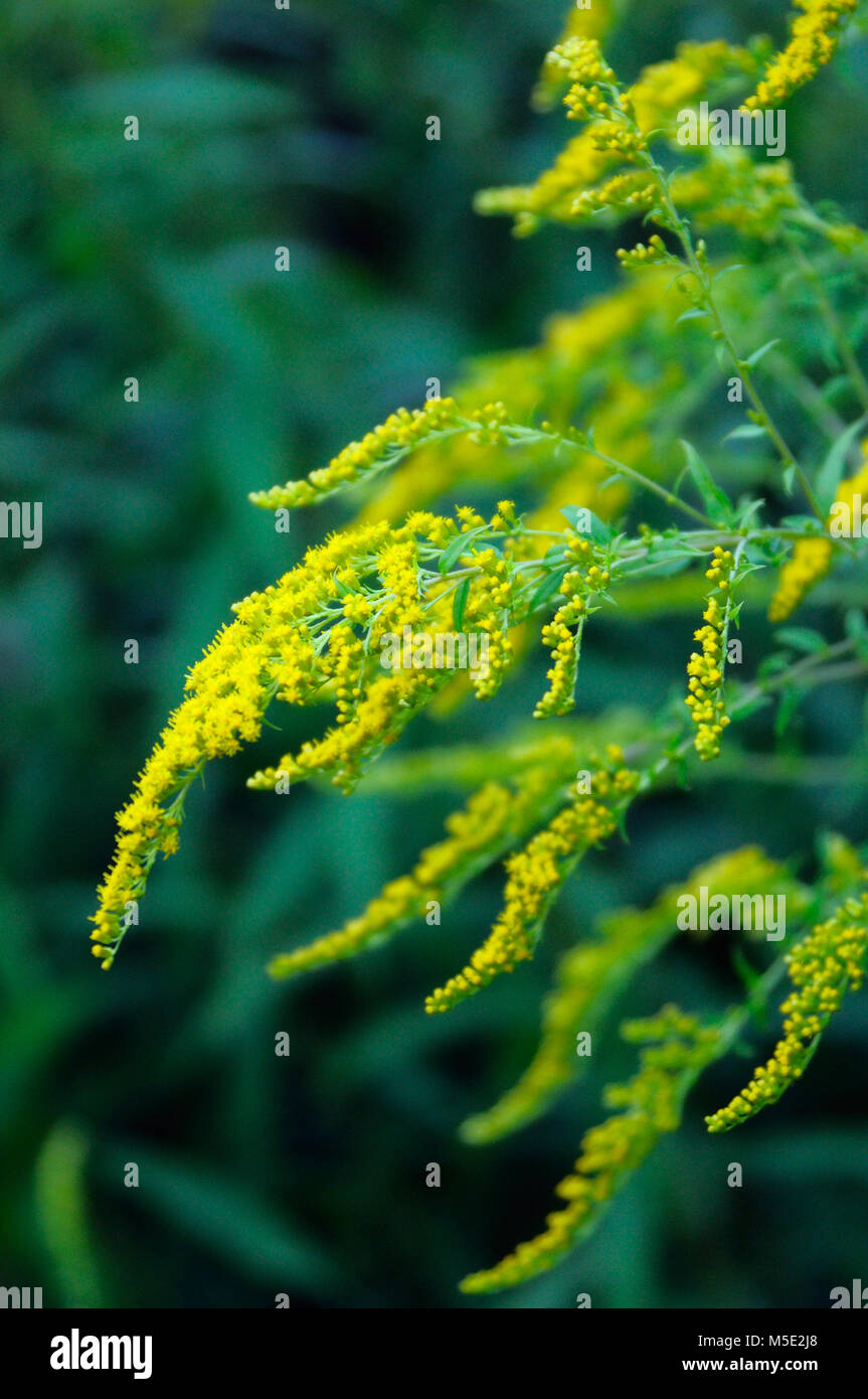 Flowering goldenrod in August, closeup Stock Photo
