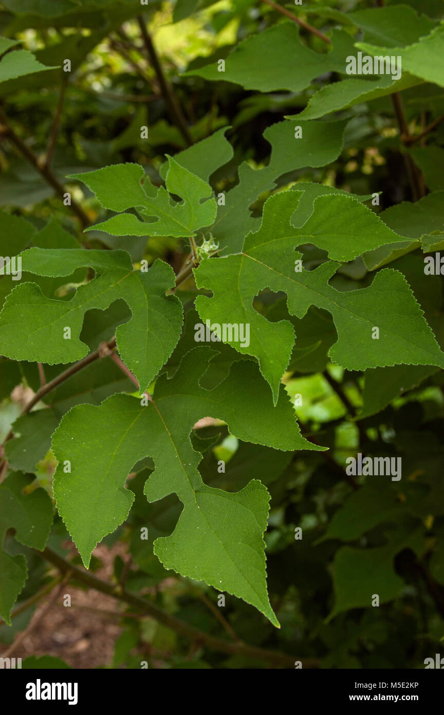 Brousietta PAPER MULBERRY paper and fiber weaving Stock Photo Alamy
