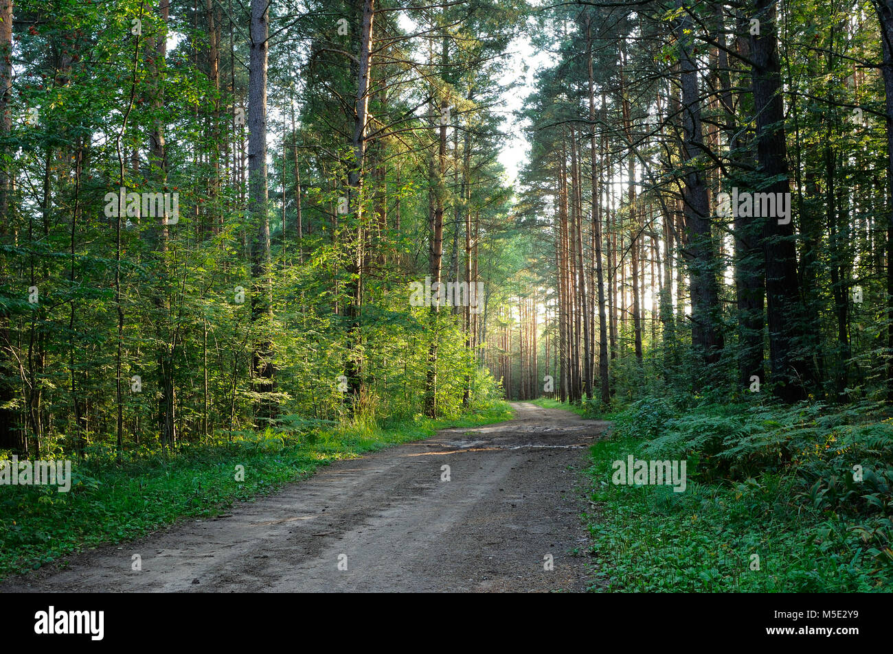 Footpath in green summer forest Stock Photo - Alamy