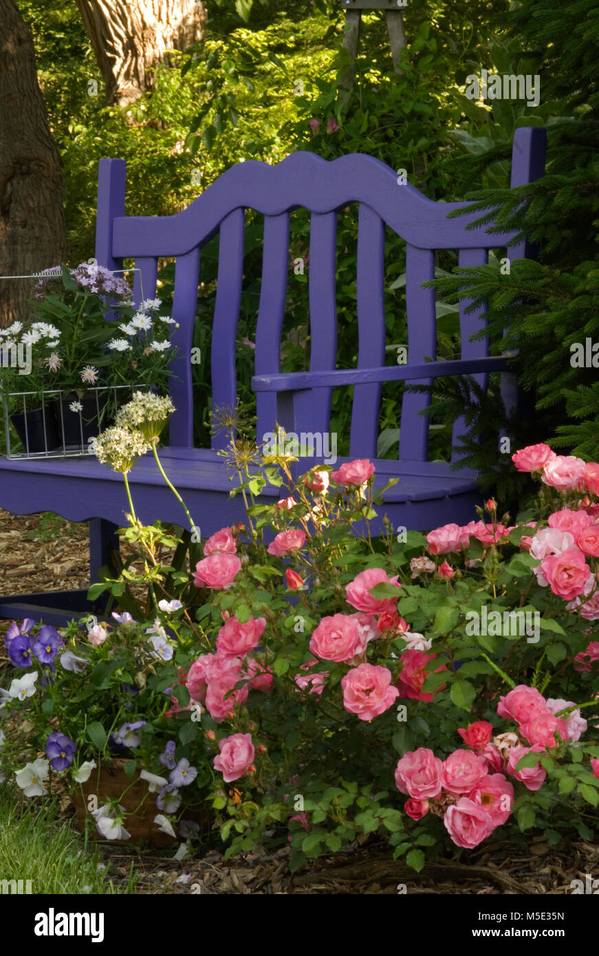 Purple garden bench with Rose 'Sunrise Sunsest" Stock Photo