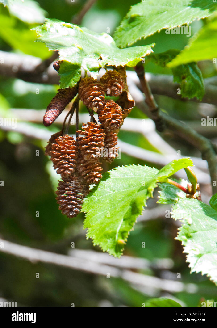 Alder tree cones, seed cones Stock Photo Alamy