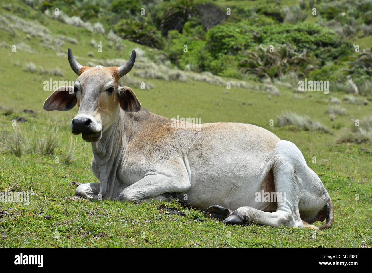 A Nguni cow with big horns sitting on the hillside near Coffee Bay at the Indian Ocean in the Eastern Cape at the Wild Coast of South Africa against g Stock Photo