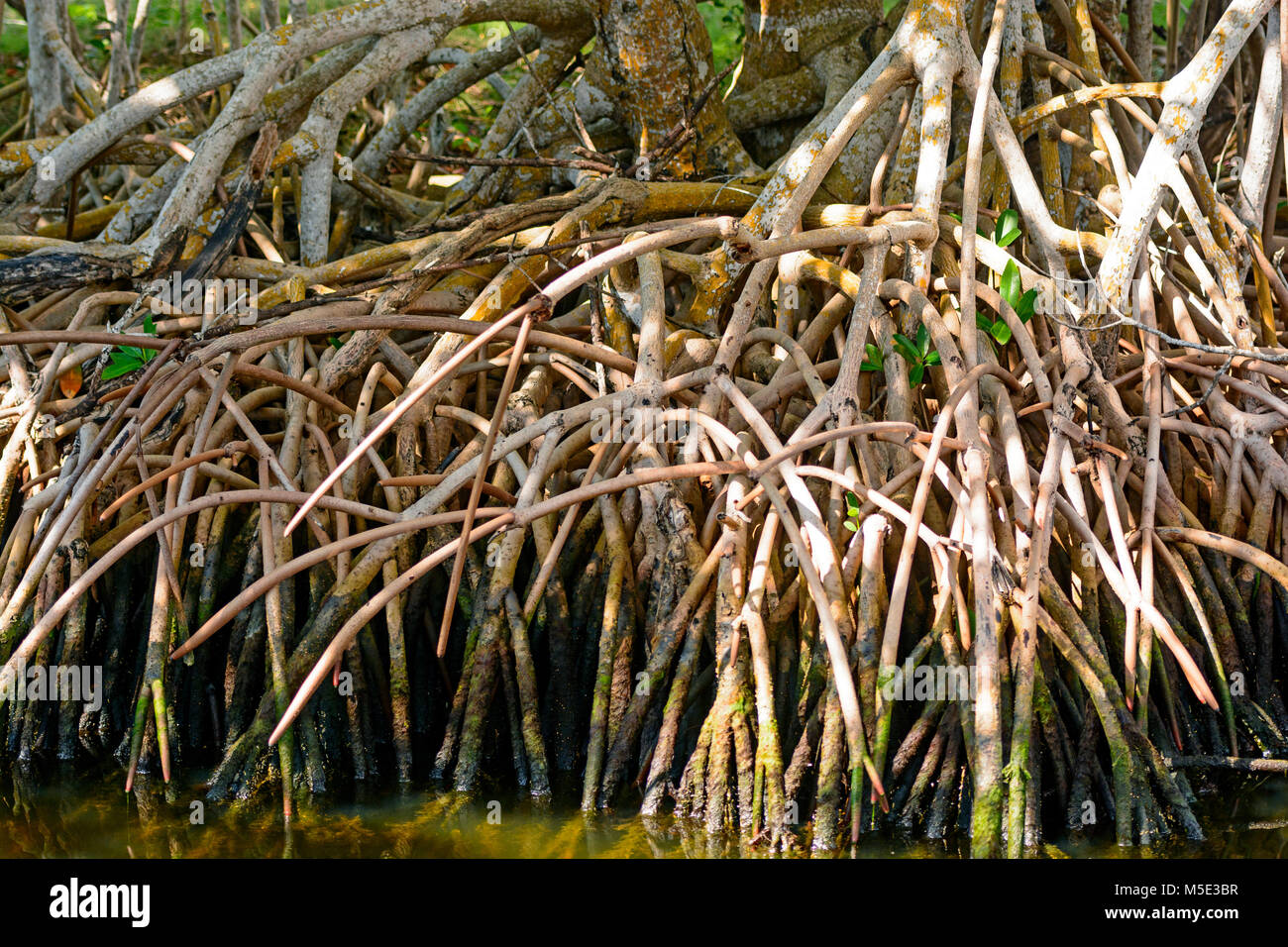 Red Mangrove Roots in the Everglades in Florida Stock Photo