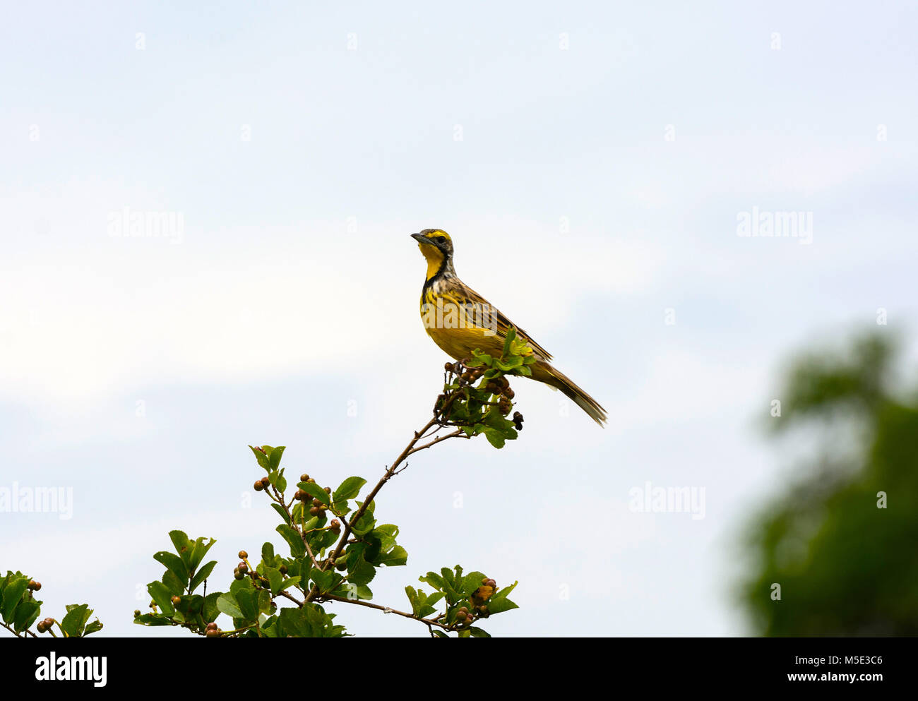 Yellow-Throated Longclaw in Queen Elizabeth National Park in Uganda Stock Photo