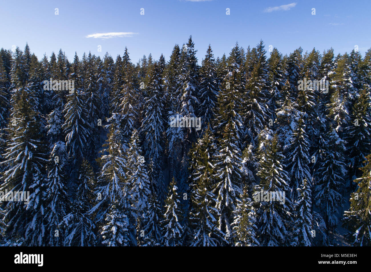 Spruce coniferous forest covered with snow in winter Stock Photo - Alamy