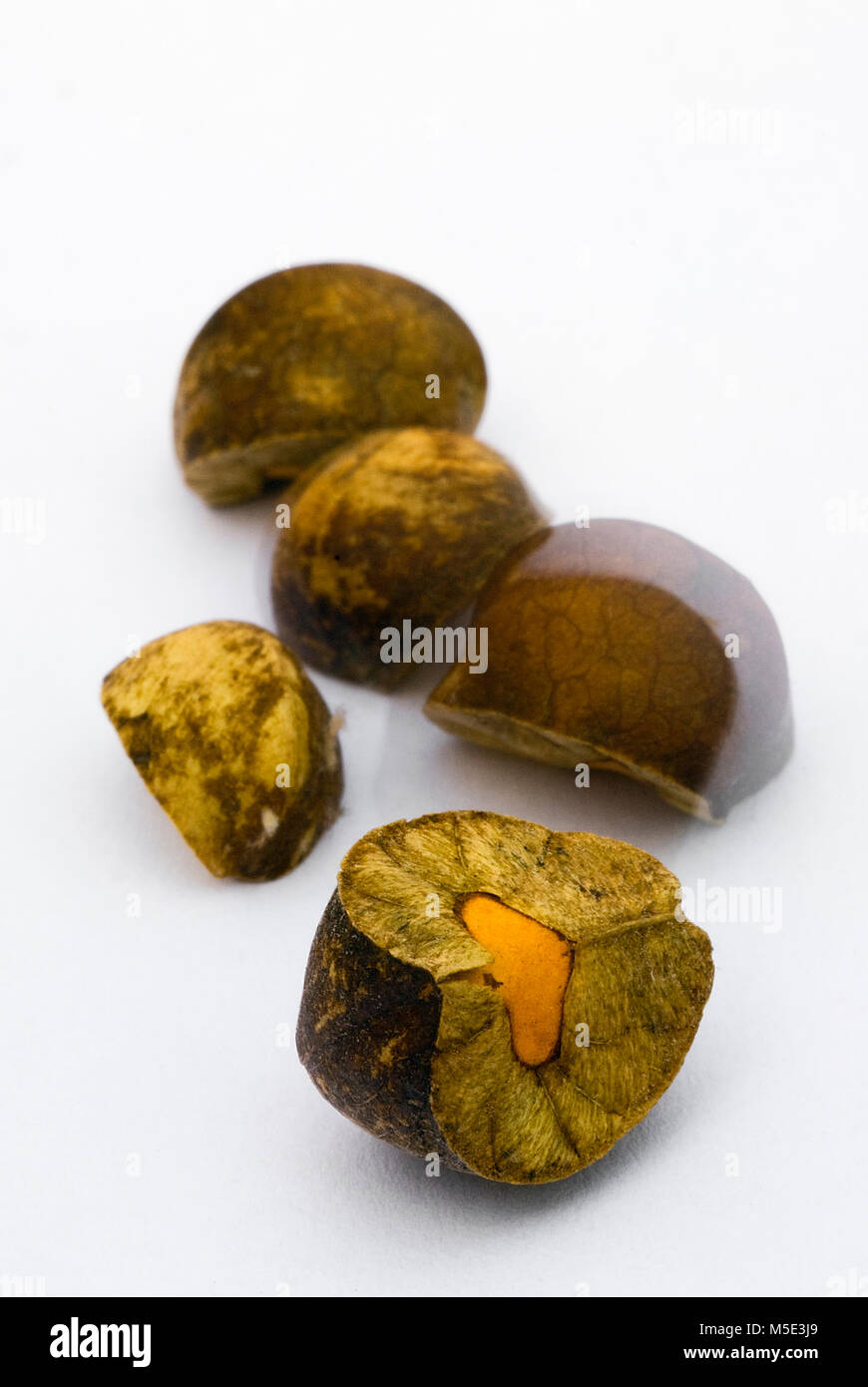 Mexican jumping beans. Sesbania pavoniana seeds invaded by larvae of a