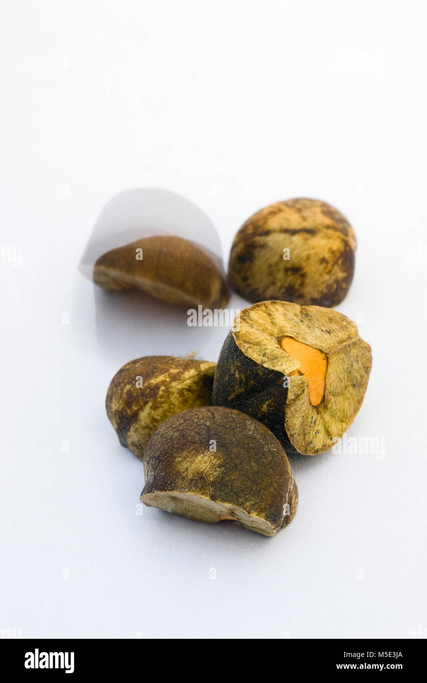 Mexican jumping beans. Sesbania pavoniana seeds invaded by larvae of a