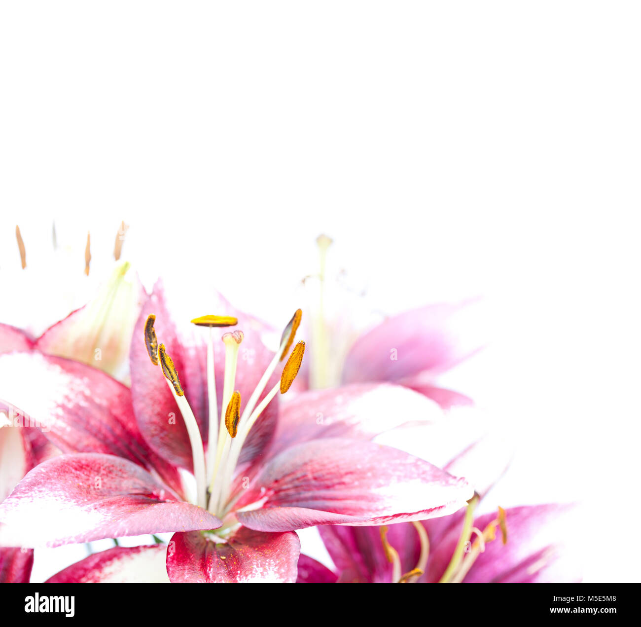 image  of the single white lily in the corner Stock Photo