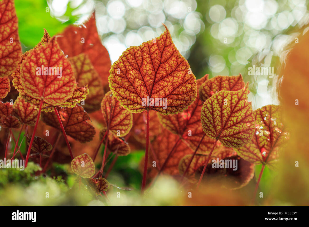 Leaves of Begonia with green and red color, Bokeh on backgrounds. Stock Photo