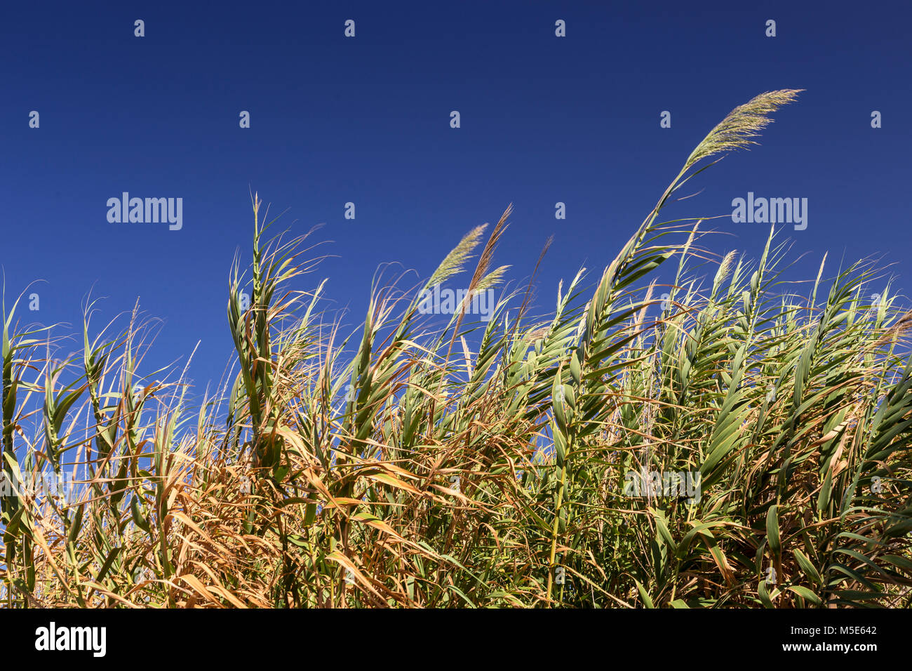 Tall grass in sunlight against a blue sky Stock Photo