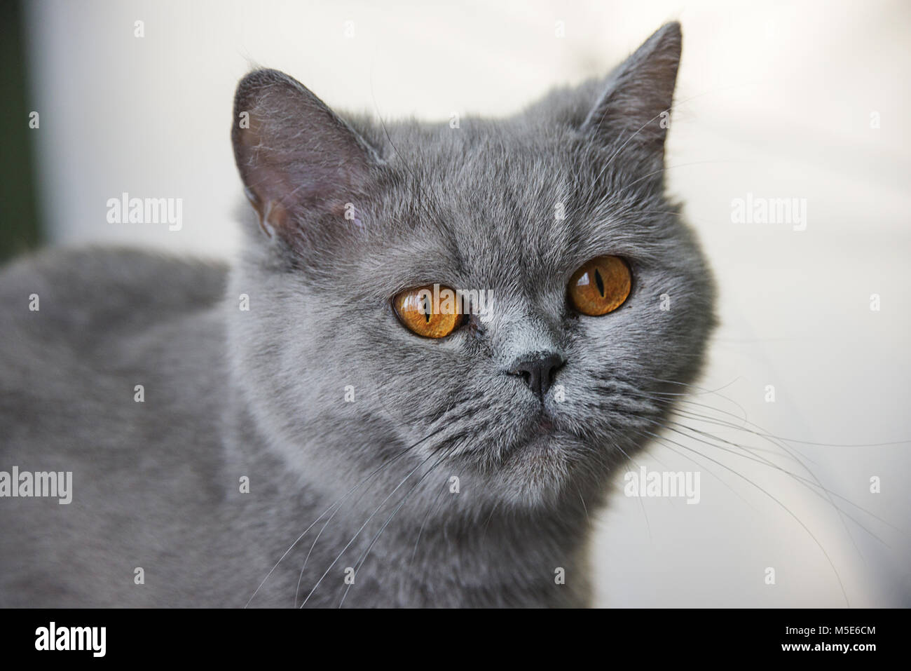 Scottish gray cat portrait, red eyes, looking straight Stock Photo