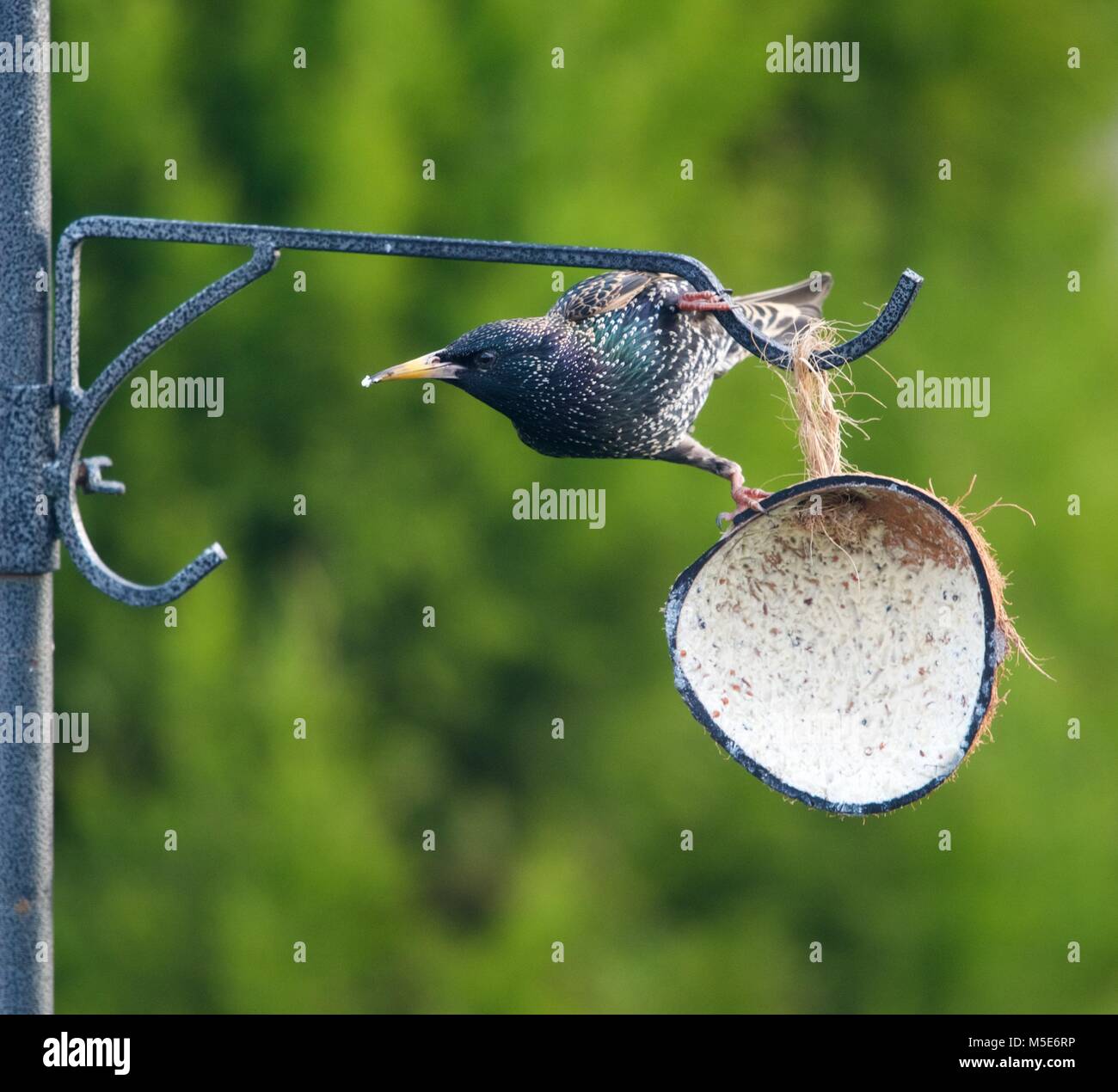 Coconut Bird Feeder Stock Photos Coconut Bird Feeder Stock