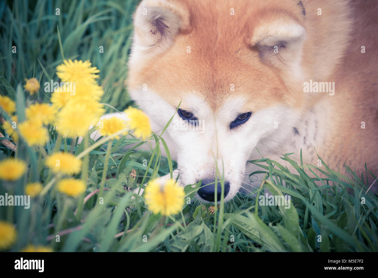 Portrait of beautiful akita dog enjoying on the field Stock Photo - Alamy