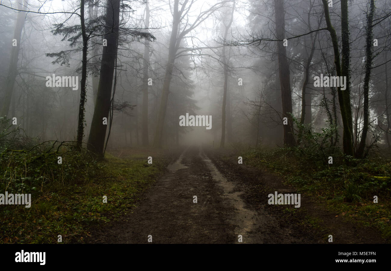 Misty Forest Path near King Alfred's Tower Stock Photo Alamy