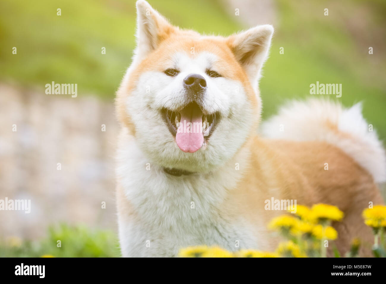 Japanese akita dog among flowers on the field Stock Photo