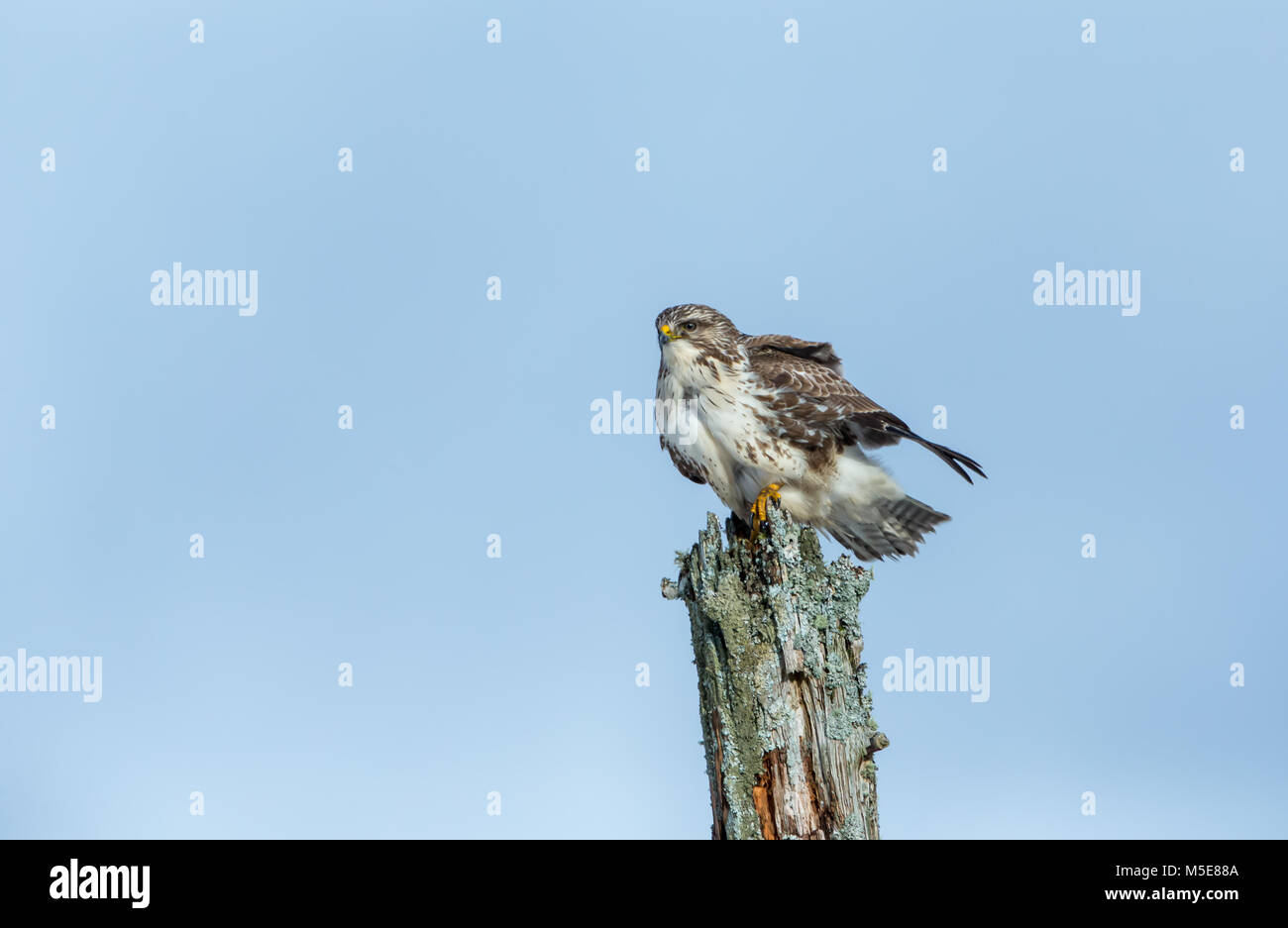 Buzzard sat on a green lichen covered old post against a pale blue sky on the Isle of Mull, Argyll, Scotland, UK Stock Photo