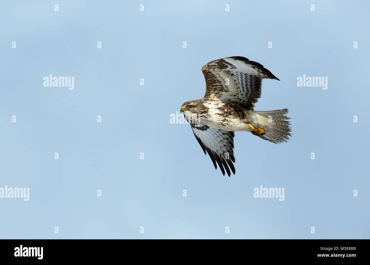 Common Buzzard flying on the Isle of Mull, Argyll, Scotland against a bright blue background Stock Photo