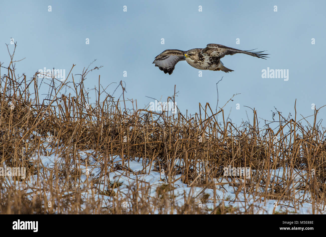 Common Buzzard flying on the Isle of Mull, Argyll, Scotland against a bright blue background Stock Photo