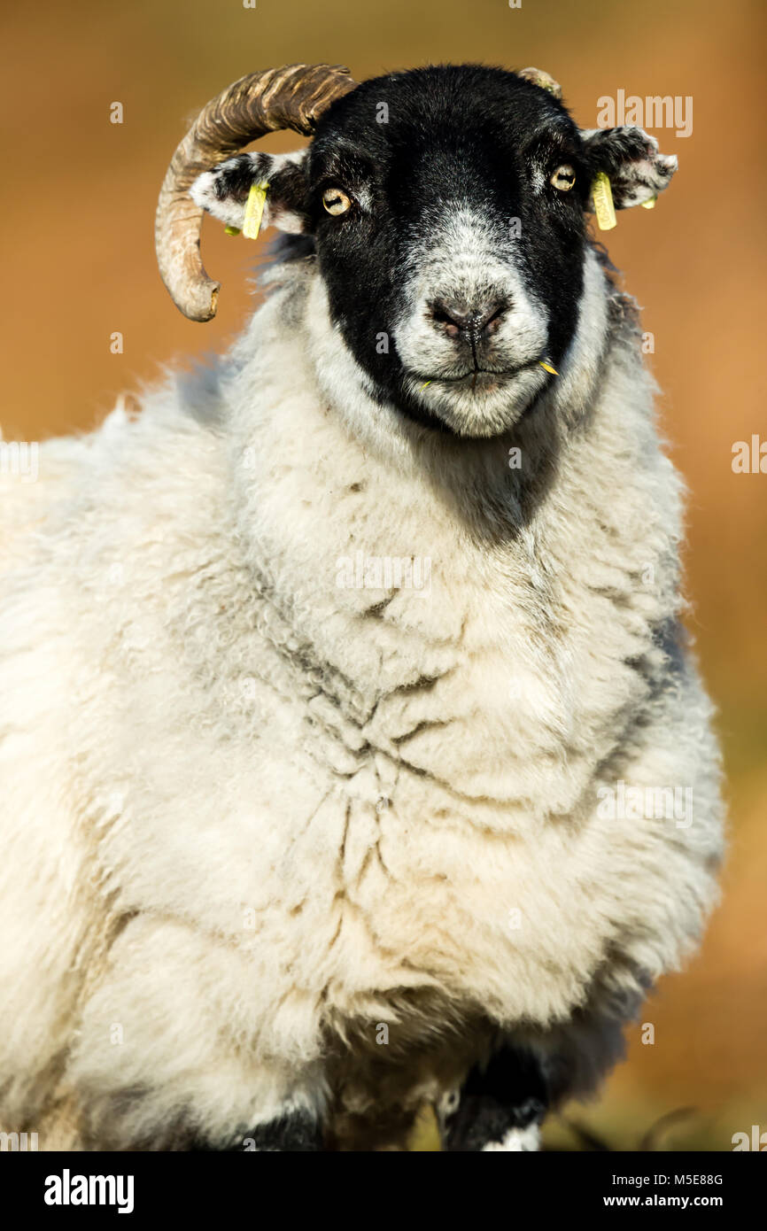 Scottish Blackfaced Sheep.  Female sheep or ewe on the Isle of Mull, Argyll, Scotland, UK, Crofting in Scotland. Blurred background, Portrait Stock Photo