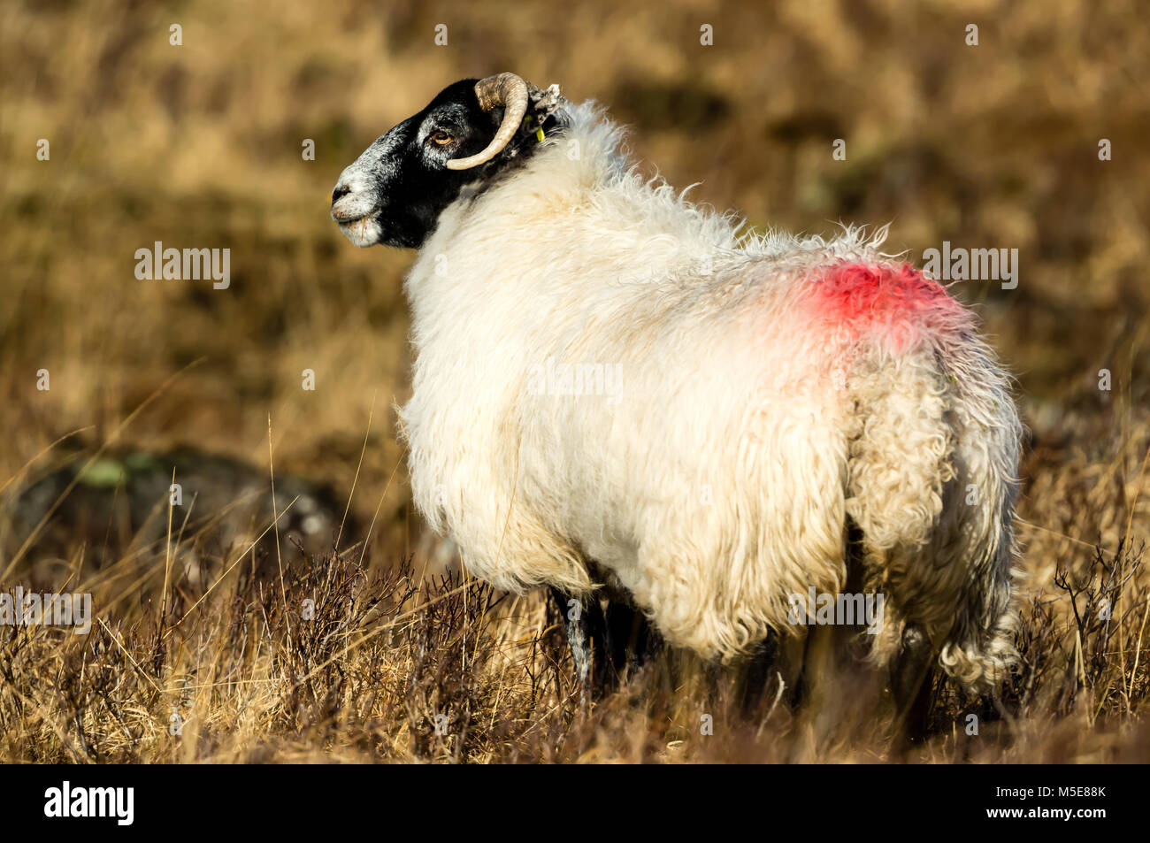 Scottish Blackfaced Sheep, Ewe on the Isle of Mull, Argyll, Scotland, UK, Crofting in Scotland Stock Photo