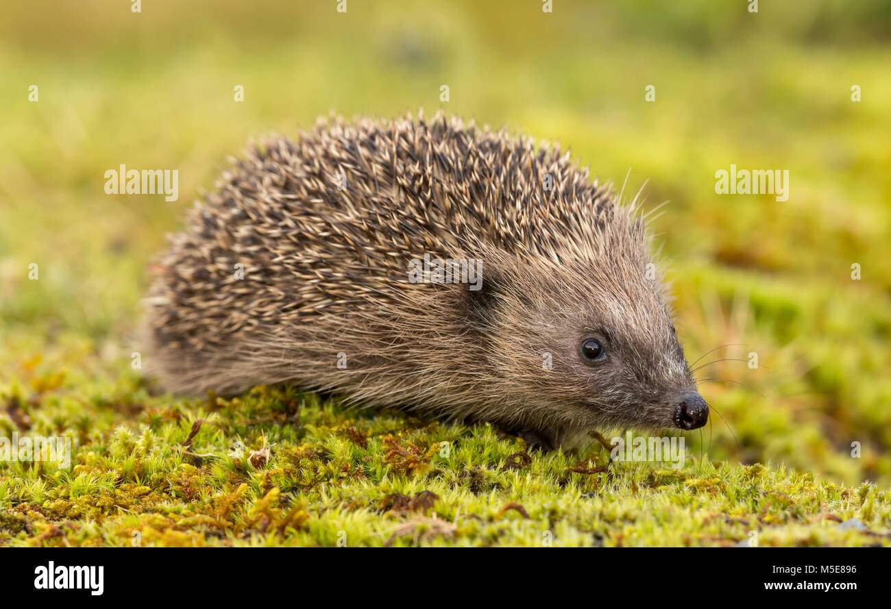 Hedgehog, UK, Native European Hedgehog on Green moss Stock Photo