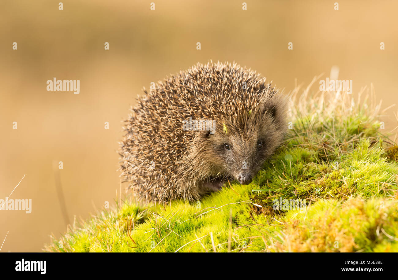 Hedgehog, UK, Native European Hedgehog on Green moss Stock Photo