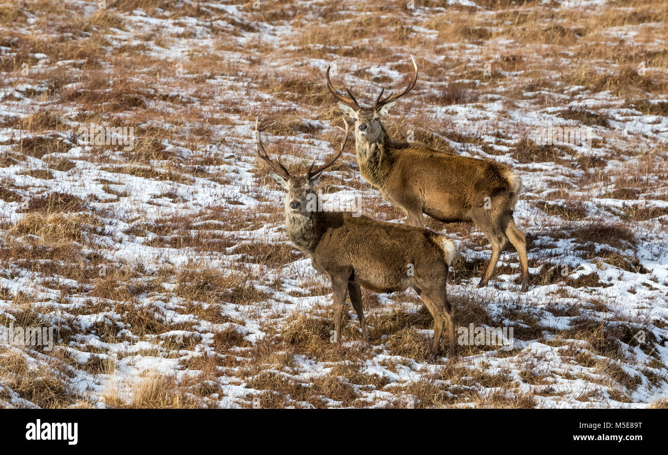 Two Red Deer Stags on the Isle of Mull, Argyll, Scotland, UK Stock Photo