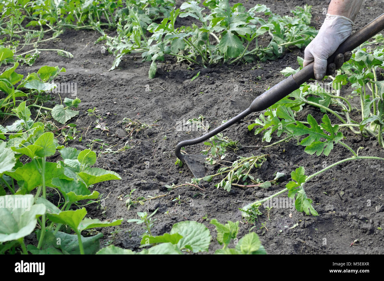 Vegetable weed weeding hi-res stock photography and images - Alamy