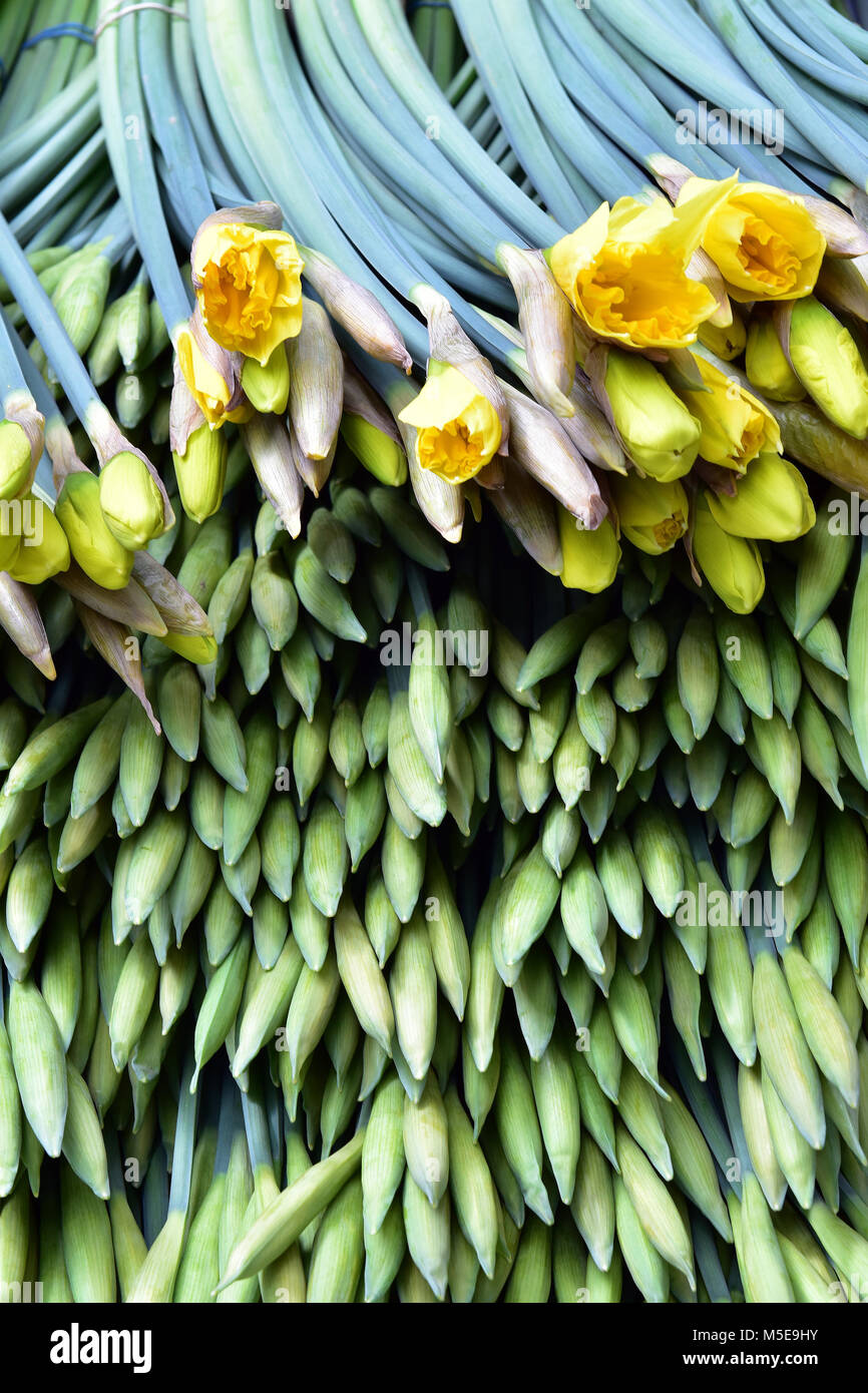 Opening daffodils hires stock photography and images Alamy
