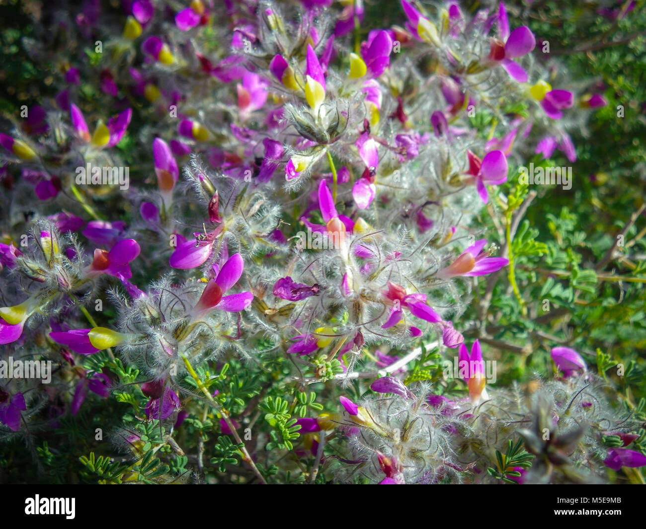 Small Purple Flowers With Yellow Center And Fluff On Them Stock Photo Alamy Small Purple Flowers With Yellow Center And Fluff On Them Stock Photo Alamy