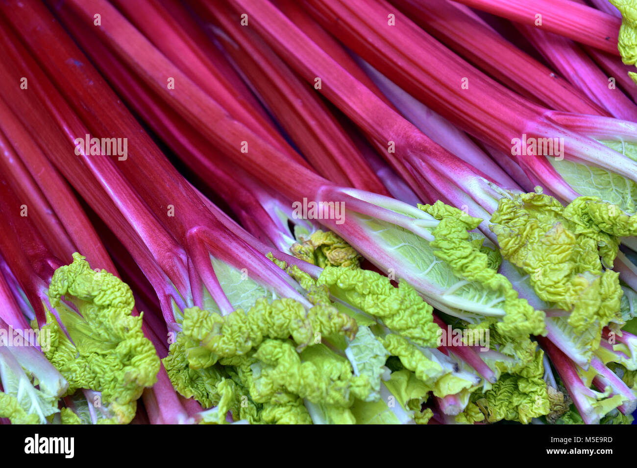fresh rhubarb on display at a greengrocers fruit and vegetables stall
