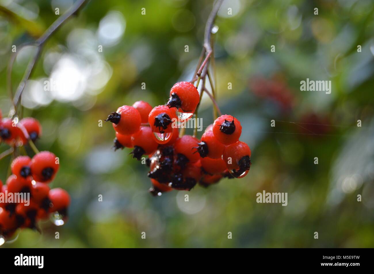 leftover raindrops on bright red Hawthorn berries Stock Photo