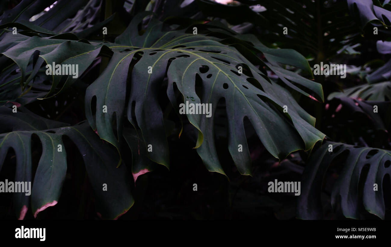 Plants with big leaves grow in jungles, close-up photography.  Stock Photo