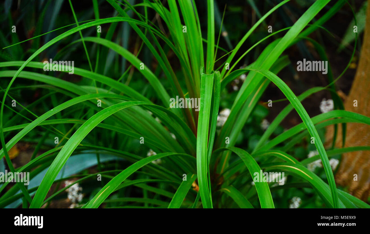 Check Shrubs Checks plants hi-res stock photography and images - Alamy
