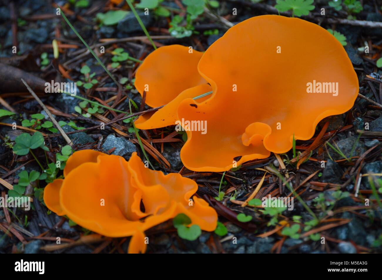orange peel fungus -Aleuria aurantia- growing on soft forest floor Stock Photo