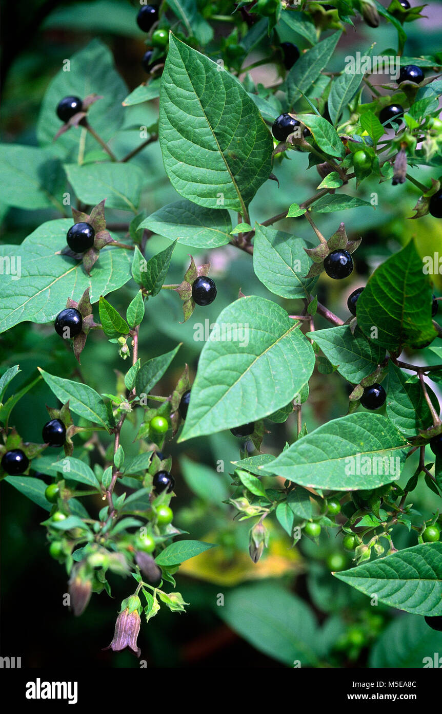 Deadly Nightshade (Atropa belladonna). toxic plant used in medicine, in the past also in the magical arts. Stock Photo