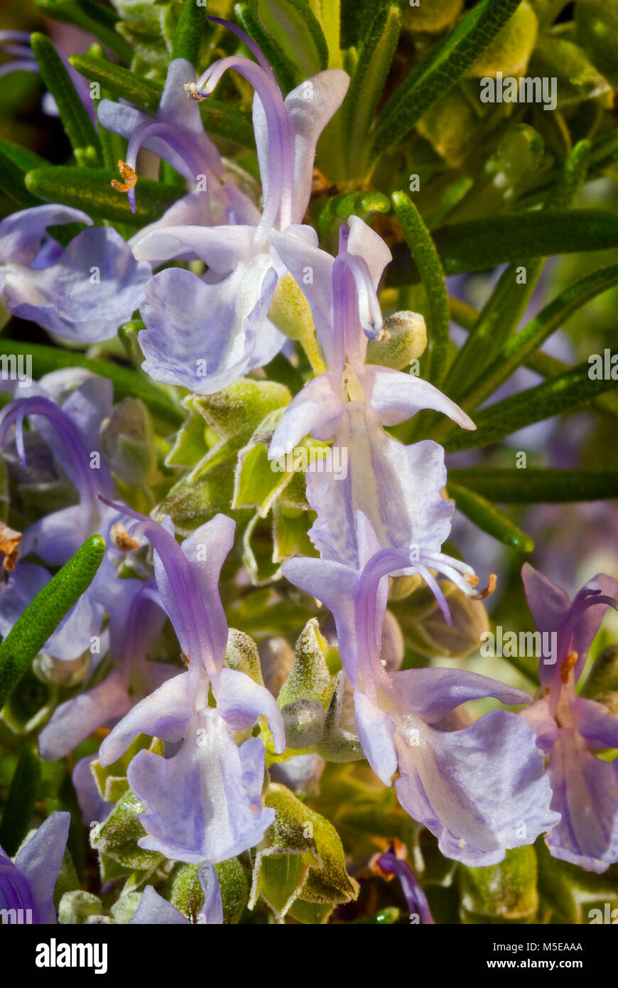 Rosemary flowers (Rosmarinus officinalis) clouse up Stock Photo Alamy