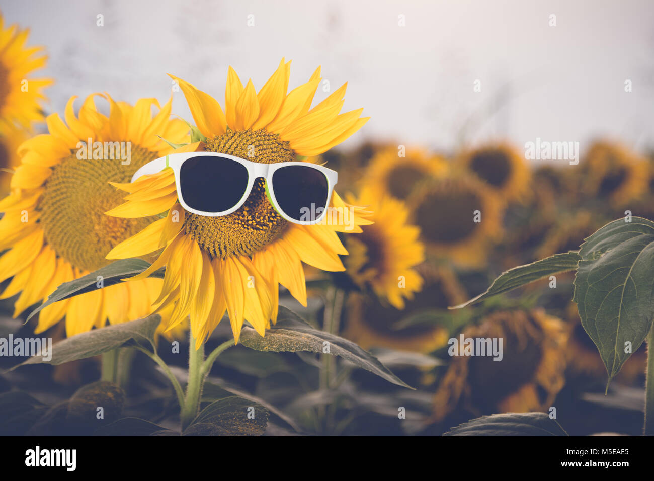 Sunflower wearing sunglasses on the field. Summer season concept Stock Photo