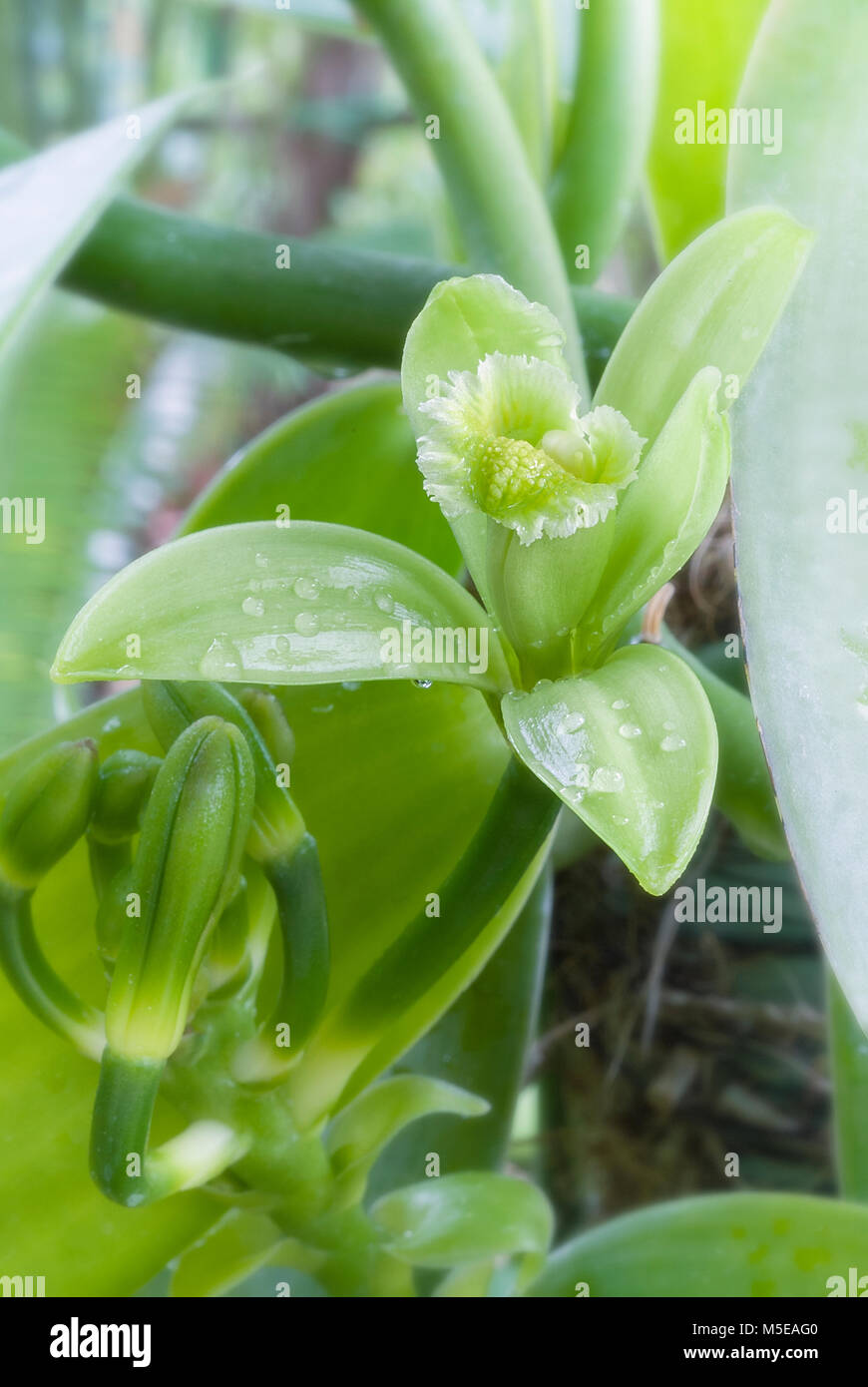 Vanilla flower (Vanilla planifolia), the true flower of the orchid