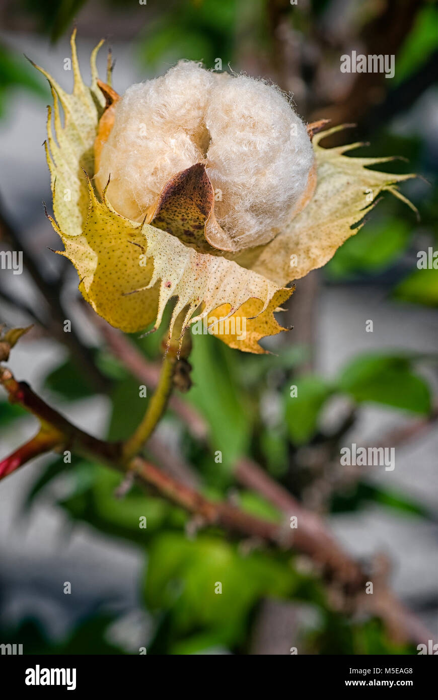Cotton (Gossypium arboreum). tree cotton Stock Photo