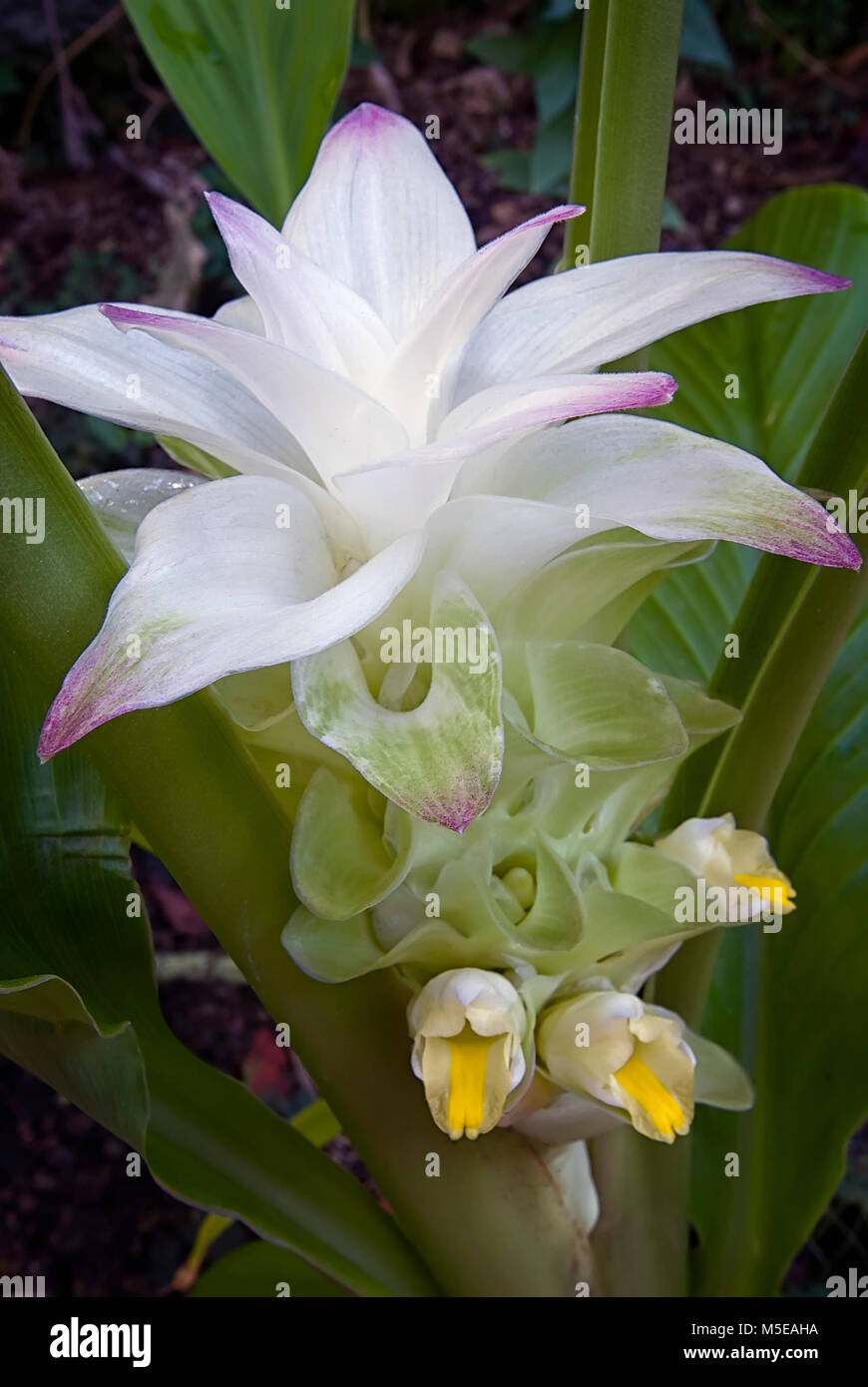 true flower of edible turmeric (Curcuma longa Stock Photo Alamy