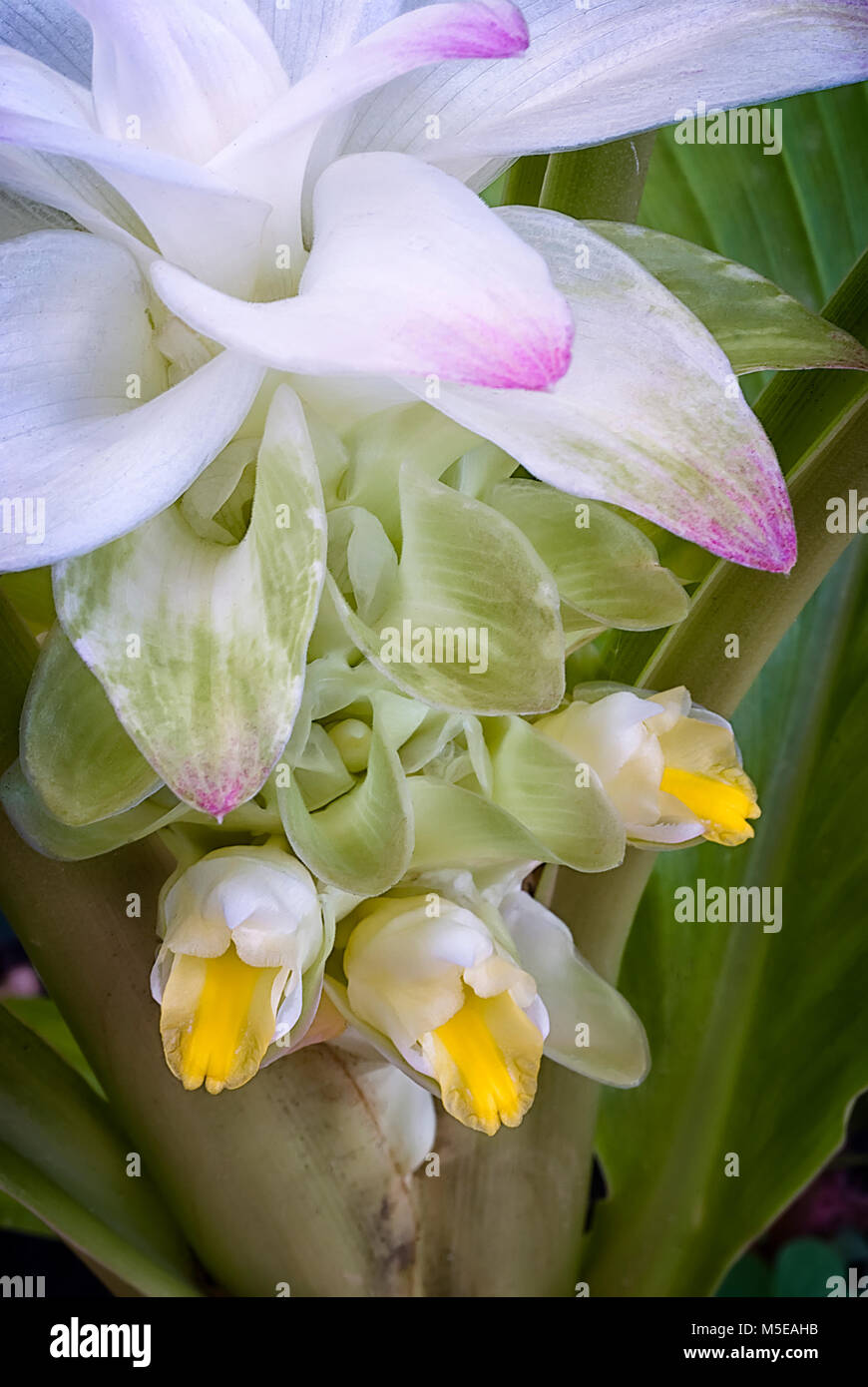 true flower of edible turmeric (Curcuma longa Stock Photo Alamy