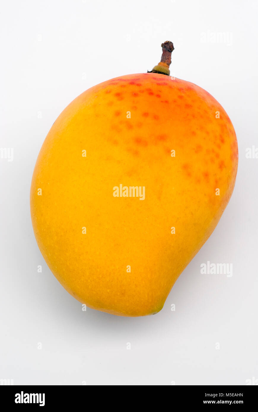 Alphonso Mango, the king of mangoes (Mangifera indica Stock Photo - Alamy