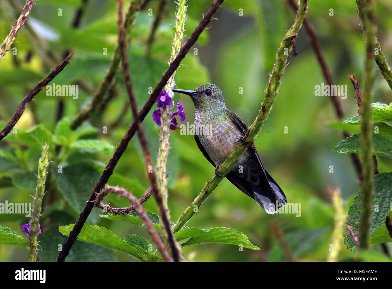 Volcano Hummingbird (Selasphorus flammula) sitting on a branch in the jungles of the Arenal Volcano National Park in Northern Costa Rica. Stock Photo