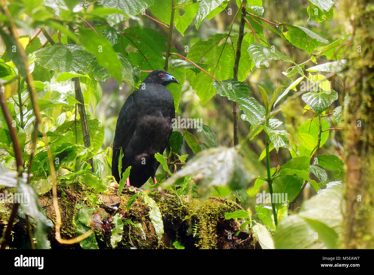 Wild Black Guan (Chamaepetes unicolor) sitting on a branch in the cloud forest above Monteverde in Northern Costa Rica. Stock Photo